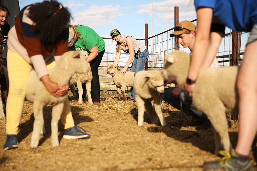 Hailee Vahoski, center, straddles a lamb while everyone holds the lambs